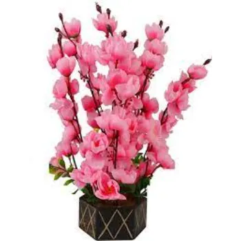 Fresh Orchids 